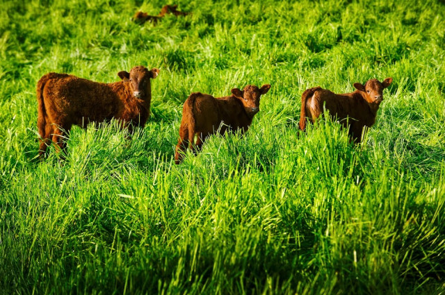 Som vedella ecològica, som carn del Lluçanès